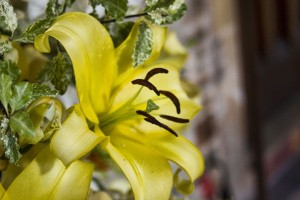 Flowers 2