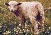 Lamb