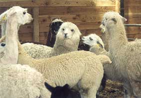Alpacas